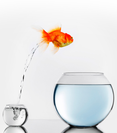 Goldfish jumping out of a small to bigger fishbow